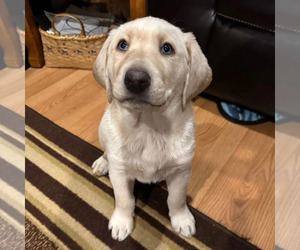 Labrador Retriever Puppy for sale in ROCHESTER, MN, USA