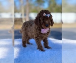 Small Photo #8 Goldendoodle (Miniature) Puppy For Sale in FROSTPROOF, FL, USA