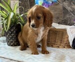 Small #3 Cavapoo