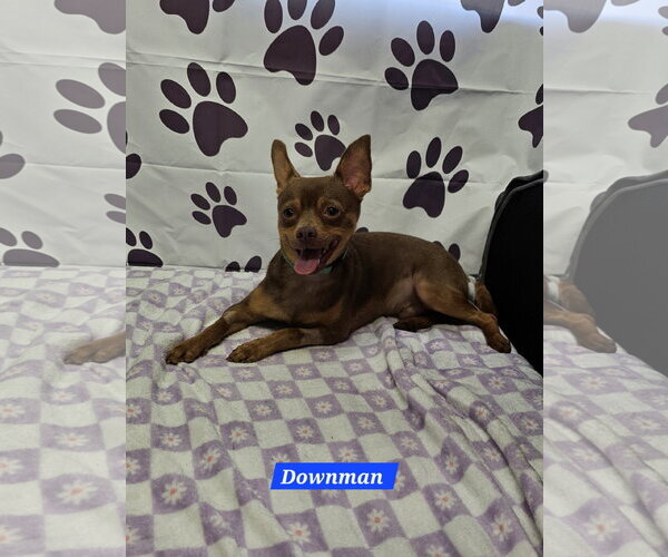 Medium Photo #1 Chihuahua-Unknown Mix Puppy For Sale in Metairie, LA, USA