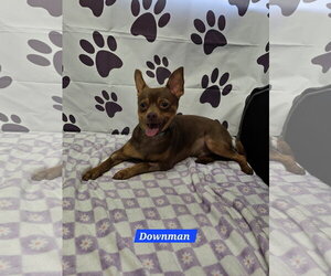 Chihuahua-Unknown Mix Dogs for adoption in Metairie, LA, USA