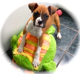 Boxer Puppy for sale in HAMMOND, IN, USA