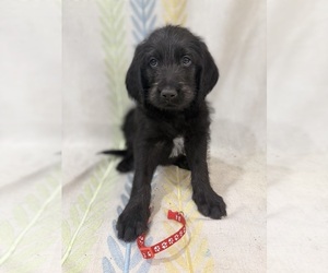 Labradoodle Puppy for sale in PRESCOTT VALLEY, AZ, USA