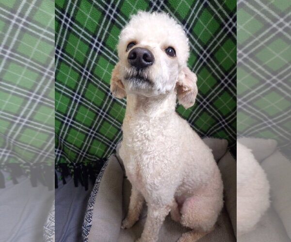 Medium Photo #3 Poodle (Standard) Puppy For Sale in Pacolet, SC, USA