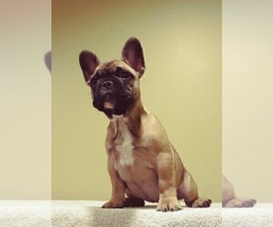 French Bulldog Puppy for Sale in COLONIA, New Jersey USA