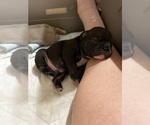 Small #2 French Bulldog
