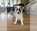 Small #1 Chow Chow Mix