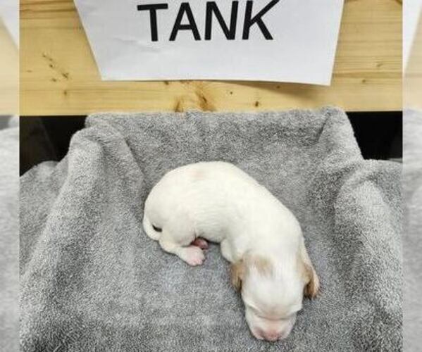 Medium Photo #5 English Setter Puppy For Sale in HANCOCK, MN, USA