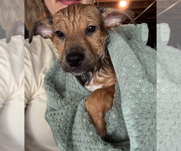 Medium Photo #6 Chihuahua-Unknown Mix Puppy For Sale in Grafton, WI, USA