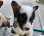 Puppy 1 Pembroke Welsh Corgi