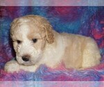Small Photo #4 Miniature Labradoodle Puppy For Sale in LA HABRA, CA, USA