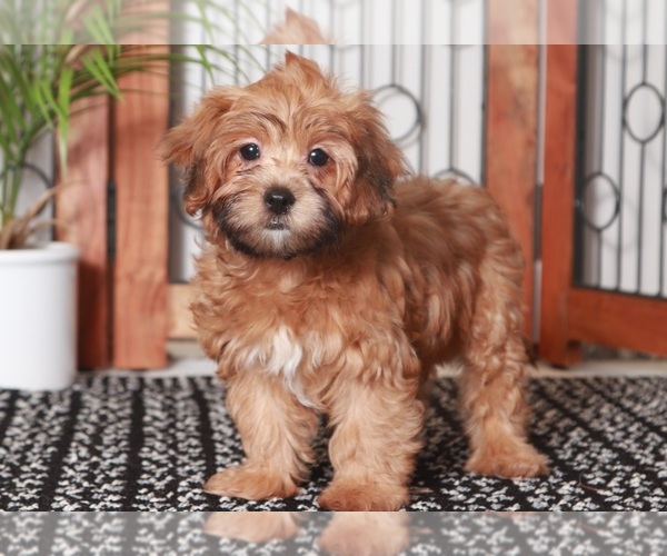 Medium Photo #1 Shih-Poo Puppy For Sale in NAPLES, FL, USA