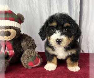 Bernedoodle (Miniature) Puppy for sale in GREENWOOD, IN, USA