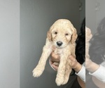 Small Photo #15 Goldendoodle Puppy For Sale in BAKERSFIELD, CA, USA