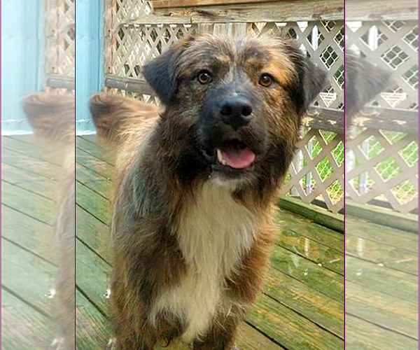 Medium Photo #2 Mutt Puppy For Sale in Murfreesboro, NC, USA