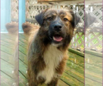 Small #1 Mutt