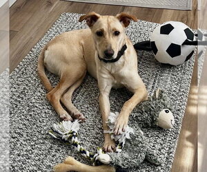 Golden Labrador Dogs for adoption in Jefferson, NJ, USA