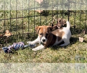 Medium Jack Russell Terrier