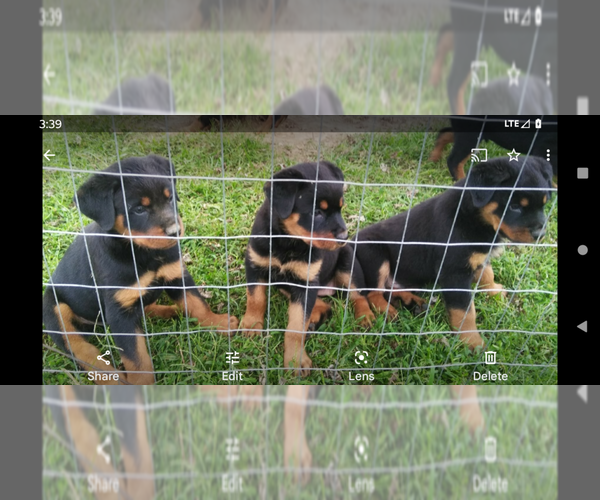 Medium Photo #5 Rottweiler Puppy For Sale in FREDERICKSBURG, IN, USA
