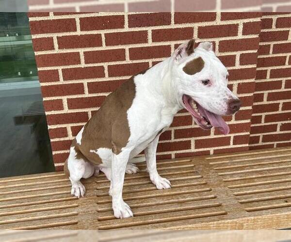Medium Photo #2 American Staffordshire Terrier-Unknown Mix Puppy For Sale in Grand Prairie, TX, USA