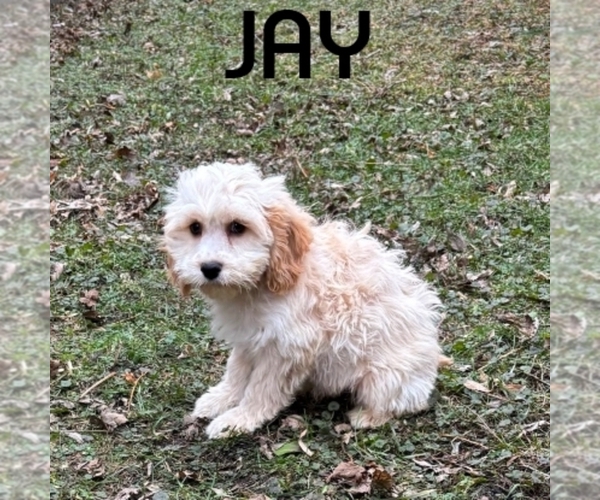 Medium Photo #1 Cockapoo (Miniature) Puppy For Sale in HARTLAND, MN, USA