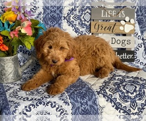 Goldendoodle (Miniature) Puppy for sale in LANCASTER, PA, USA