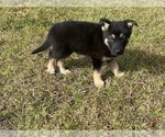 Puppy 2 German Shepherd Dog-Siberian Husky Mix