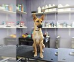 Small #3 German Shepherd Dog Mix