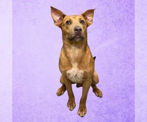 Shepradors Dogs for adoption in Baytown, TX, USA