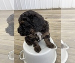 Small Photo #6 Poodle (Miniature) Puppy For Sale in APPLE CREEK, OH, USA