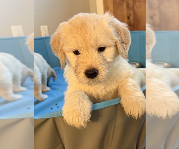 Medium Photo #3 English Cream Golden Retriever-Goldendoodle Mix Puppy For Sale in AUBURN, CA, USA