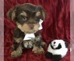 Small Photo #1 Yorkshire Terrier Puppy For Sale in ORLANDO, FL, USA