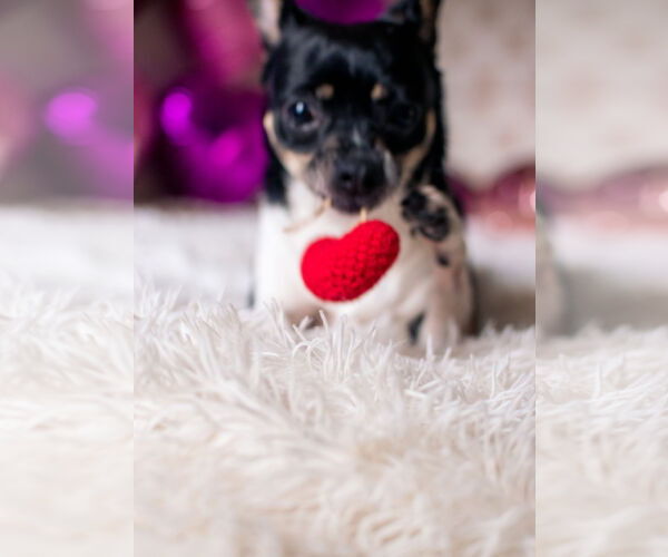 Medium Photo #8 Rat-Cha Puppy For Sale in San Francisco, CA, USA