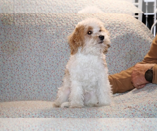 Medium Photo #4 Goldendoodle (Miniature) Puppy For Sale in DYERSBURG, TN, USA