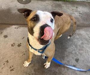 Mutt Dogs for adoption in Martinez, CA, USA