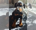 Puppy Saber Doberman Pinscher