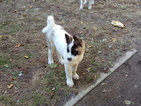 Small Photo #1 Akita Puppy For Sale in FREEPORT, NY, USA
