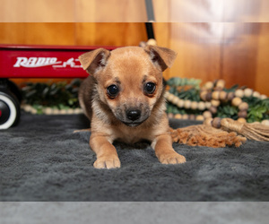 Medium Chihuahua