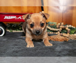 Puppy Ayla Chihuahua