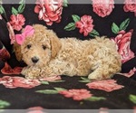 Small Photo #3 Bichpoo Puppy For Sale in LINCOLN UNIV, PA, USA