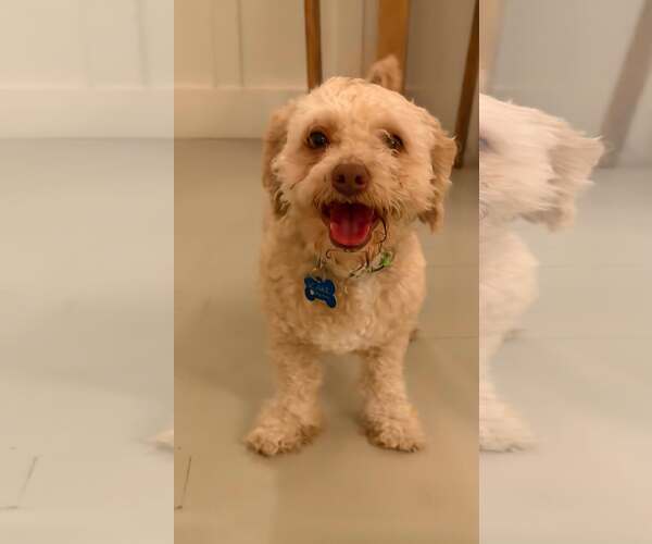 Medium Photo #6 Poodle (Miniature)-Unknown Mix Puppy For Sale in Corona, CA, USA