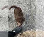 Small #1 Australian Labradoodle