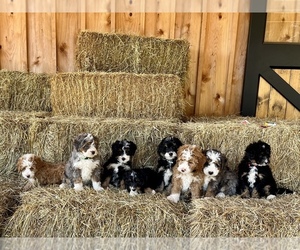 Miniature Bernedoodle-Poodle (Miniature) Mix Puppy for sale in GREENEVILLE, TN, USA