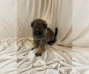German Shepherd Dog Puppy for sale in SALEM, OR, USA