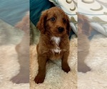 Small Photo #43 Goldendoodle (Miniature) Puppy For Sale in PENSACOLA, FL, USA