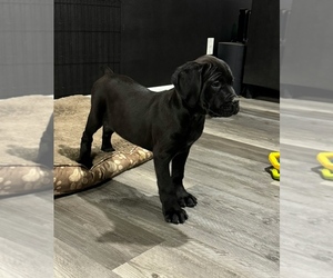 Cane Corso Puppy for sale in PORTLAND, OR, USA