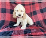Small #5 Cocker Spaniel