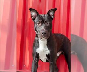 WONTON - Male Mutt Dog for Adoption - Photo #2