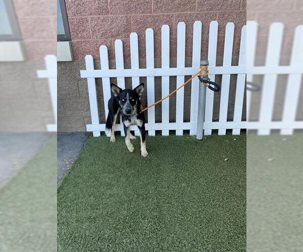 Medium Photo #1 Australian Shepherd-Unknown Mix Puppy For Sale in Modesto, CA, USA