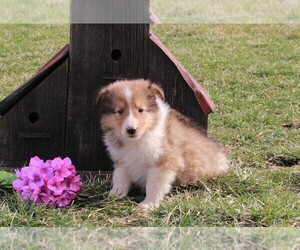 Collie Puppy for sale in FREDERICKSBURG, OH, USA
